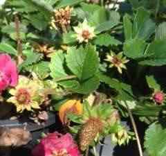 strawberry flowers